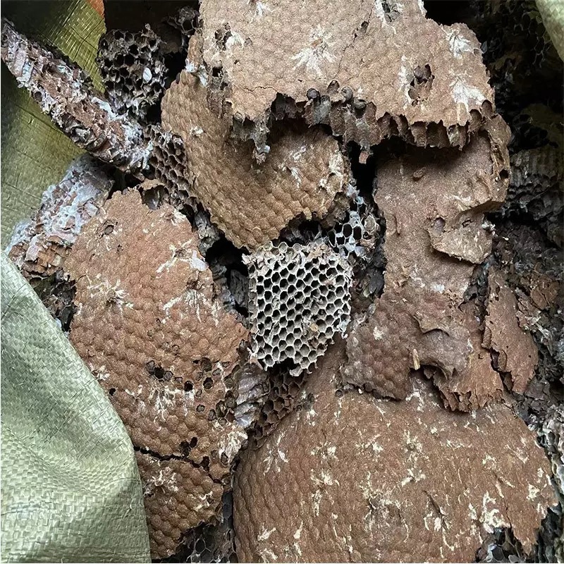 Feng Fang (Vespae Nidus) — Dried Hornet Nest Herb for TCM Decoction & External Use quality and texture