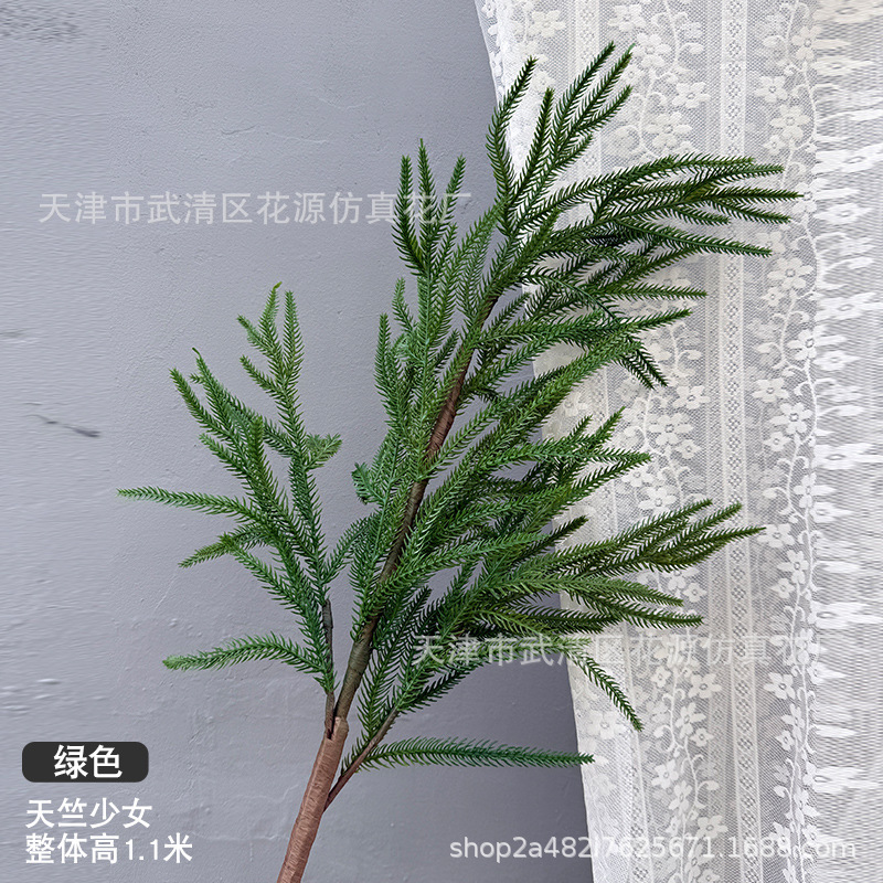 천축소녀 소나무 - 그린