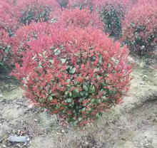 一件代发耐寒红叶石楠球庭院球形园林绿化植物围墙绿篱四季常青小