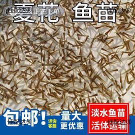 水花鱼苗批发鲫鱼鱼桂鱼大头花鲢白鲢青鱼鲤鱼武昌鱼翘嘴鱼其他