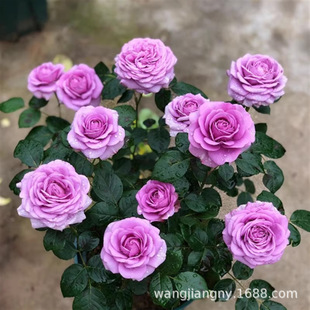 õ���¼��Nޱ���N���Ӽt��õ�ļ����N�_������ֲ�ﻨͥԺ���ܷN��