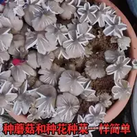 Грибные штаммы оптом, высокоурожайный Agaricus blazei, Agaricus blazei, Agaricus blazei, грибы Юньнань, искусственно выращенные Shuolian.