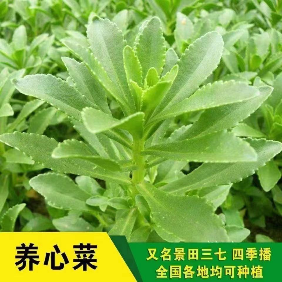 养心菜高钙救心菜根苗可食用野菜四季播阳台盆栽特色保健蔬菜包邮