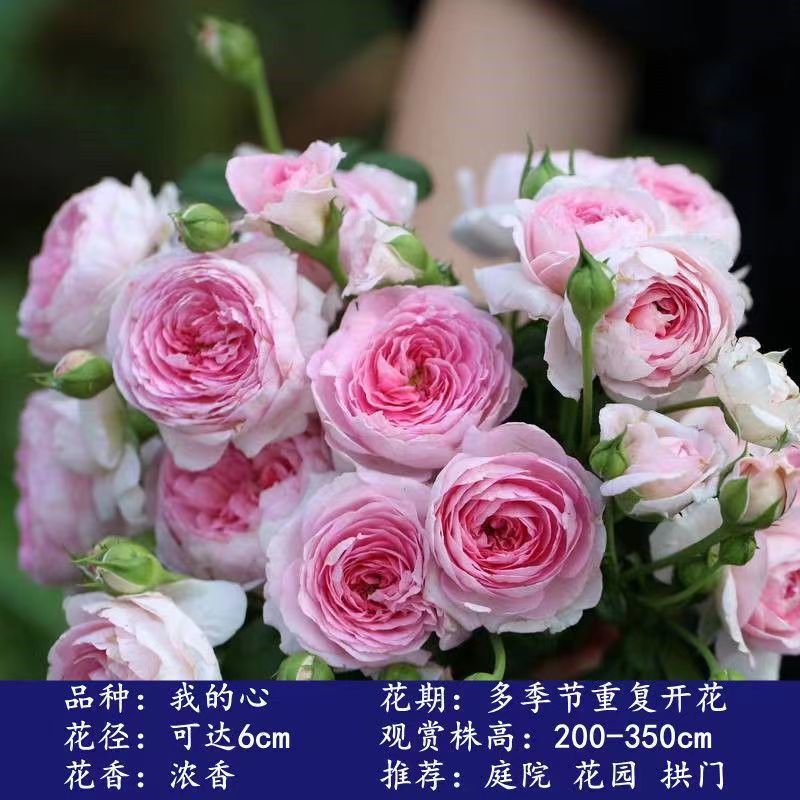 Flores de gran pila de rosas de rosa de temporada vieja, plantas de patio fragrantes, flores de balcón, flores de flores de rosa de rosa en todas las estaciones image 20