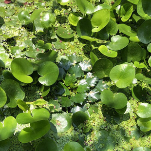 批发厂家批发荇菜浅水性水生植物漂浮水面庭院水景点缀水生花卉-阿里巴巴