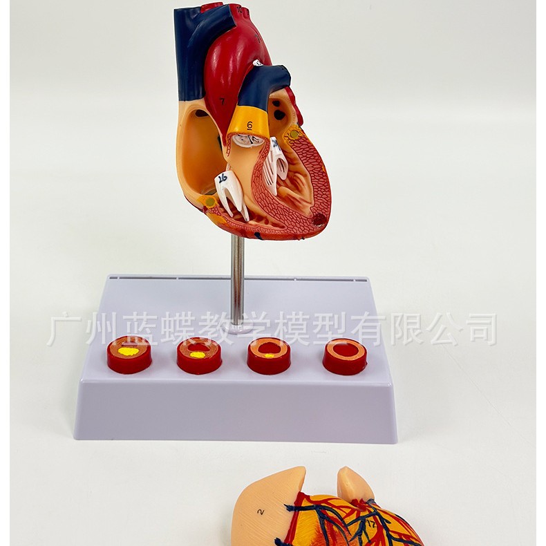 ��������ģ�� ����Ŵ�ģ�� ��Ѫ˨ģ�� �������ģ��