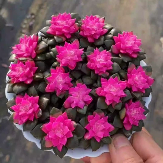 Саженцы Furukaze Pine Brocade 3-4см