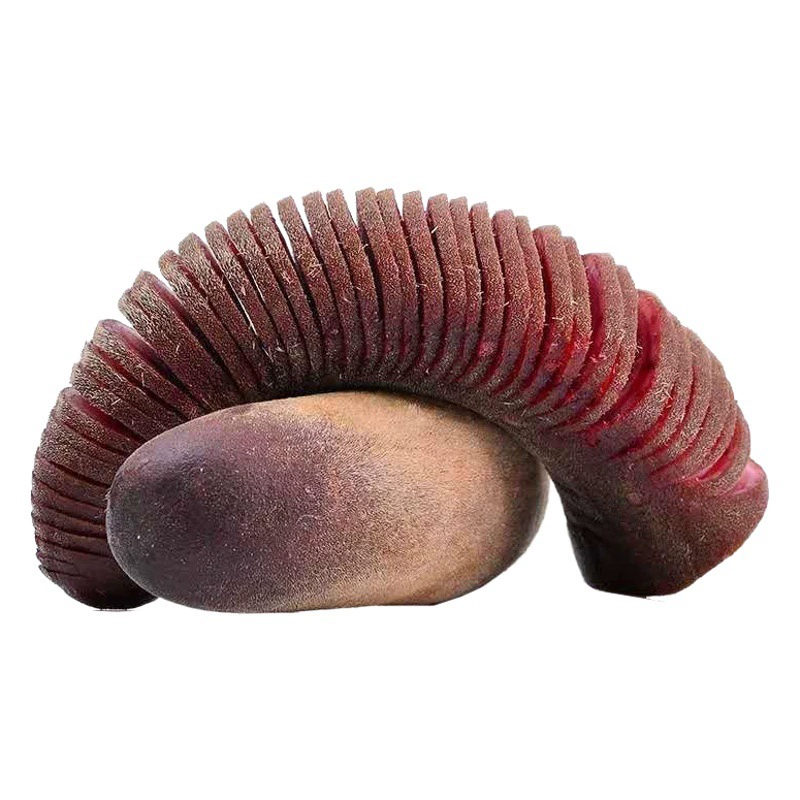 Свежие Pilose рога северо-востоке Цзилинь специальности Pilose рога производителей оптом первая стерня два бара с ножом разрезать с кровью Pilose рога головной части