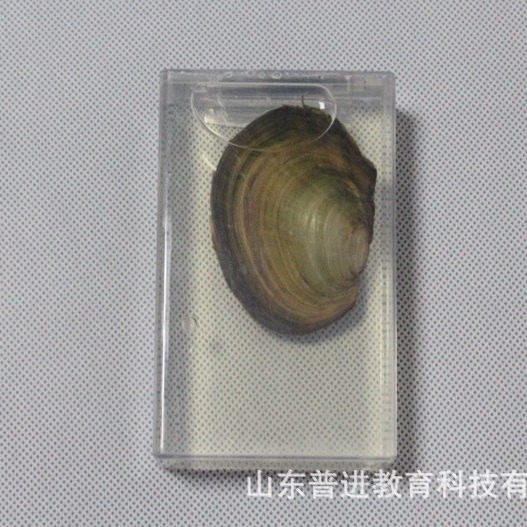 河蚌标本小学科学生物实验器材教学仪器设备河蚌浸制标本示教模型