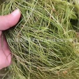 水生植物;其他园林资材;节能环保材料