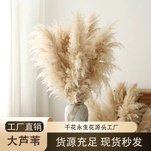 Dried Flowers, Reeds, Everlasting Flowers, Cross-Border Hot-Selling Pampas Grass, Wedding Decoration, Soft Decoration, Photography Props, Large Reeds