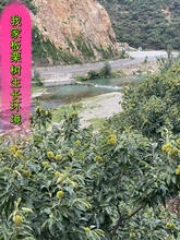 2024����؛�����r���ӬFժ��ɽҰ�������ӱ���������