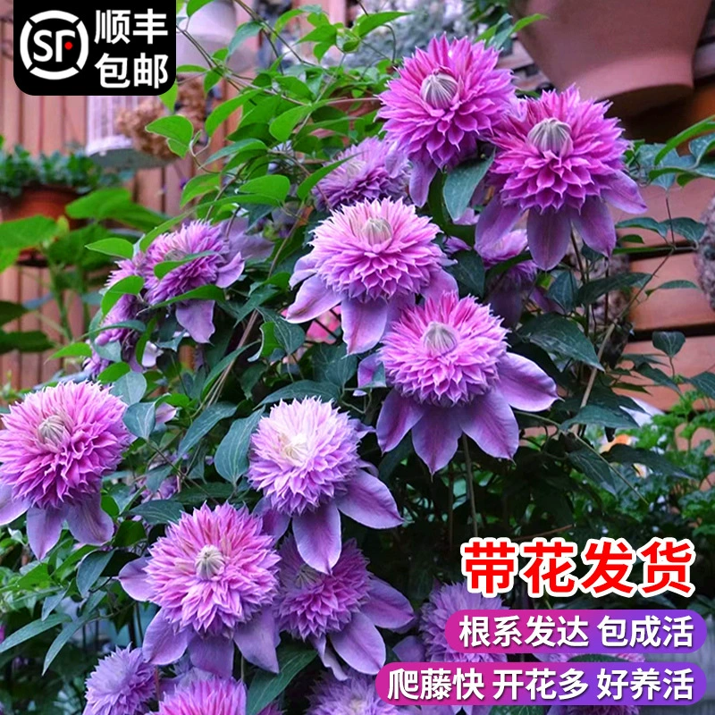 Клематис, большой саженец, вьющееся растение в горшке с цветочными бутонами, серебряная монета «Утопия», круглый пустой двор, балкон, цветущие цветы в любое время года