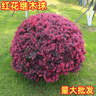 �t���^ľ��e��ͥԺ�G����ľ�ļ��L�t���ܹ�ľ�辰�t���^�����ͺ�