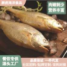 黄鱼小黄花鱼特大新鲜海捕新鲜海鲜批发小黄鱼整条