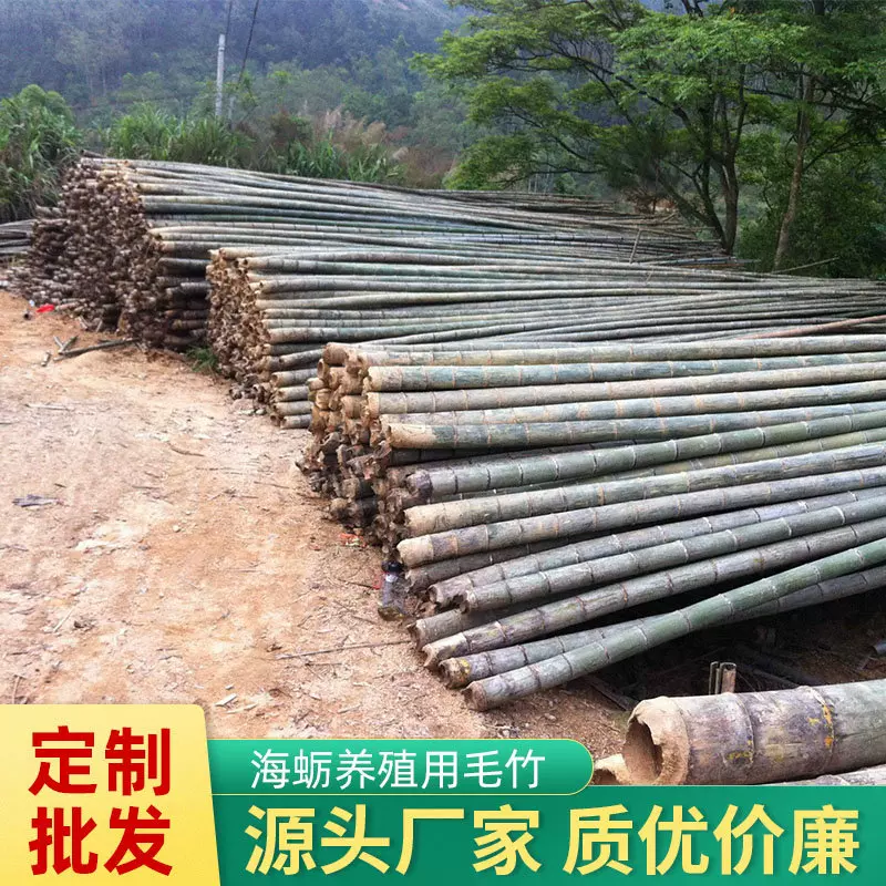 【基地供应】种海蛎用的竹子 海蛎竹子 海蛎竹棍 牡蛎竹子