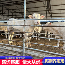 郴州市养牛场 改良夏洛莱肉牛牛犊 肉牛犊养殖场 小牛 浙江肉牛