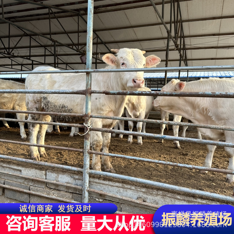 郴州市养牛场 改良夏洛莱肉牛牛犊 肉牛犊养殖场 小牛 浙江肉牛