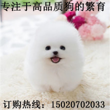 茶杯犬博美 茶杯犬博美批发 促销价格 产地货源 阿里巴巴