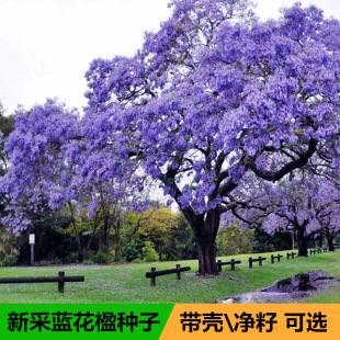 �{��麷N���{�F��N�����Ի��܄e��ͥԺֲ���е����^�G����N
