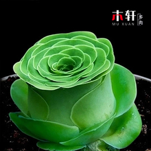 ɽ��õ�����ֲ��M�����Է�ɽ���u��õ��Ү�_��ݗ������Ϙ��Gֲ