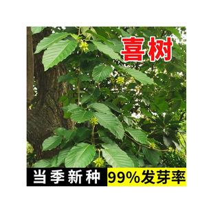 ���|ϲ��N�� �G����ľ ���|���� �����²�ϲ��N�� �lѿ�ʸ�