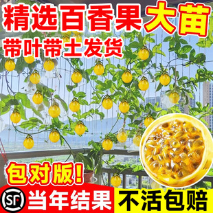 �S���������������ļ�����Y���J��9̖�޽Ә����Ϸ��Nֲ����