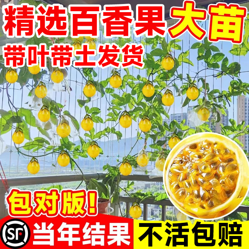 黄金百香果树百香果苗四季不断结果钦蜜9号嫁接树苗南方种植盆栽