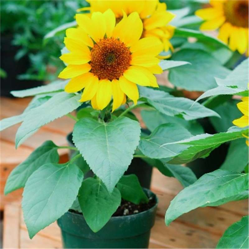 Semillas de girasol, semillas de flores de cuatro estaciones, jardín interior y exterior, balcón para ver semillas de flores ornamentales