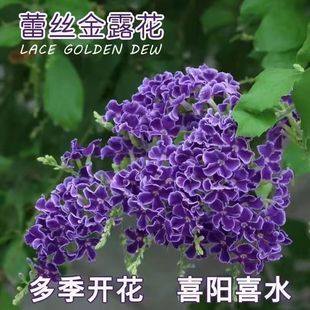 �ɿ����ٽz��¶�������Ͻ�¶�������{���`�̨ͥԺ�͟���㻨��