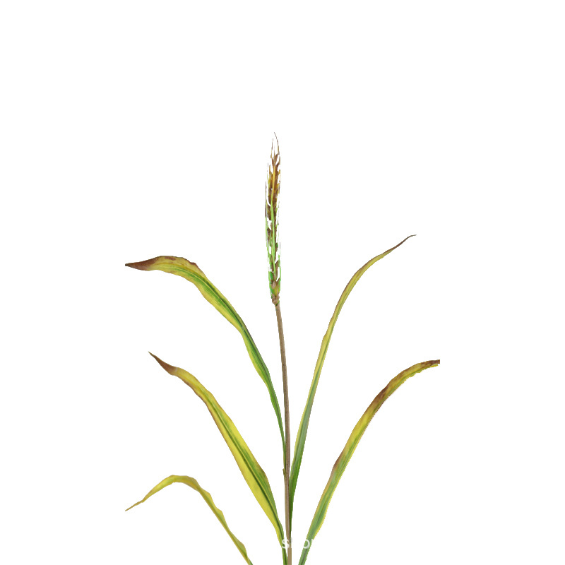 秋色小麦 (3).jpg