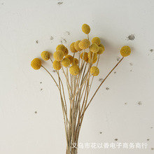 干花黄金球永生花北欧软装家居装饰客厅摆设真花干果天然风干植物