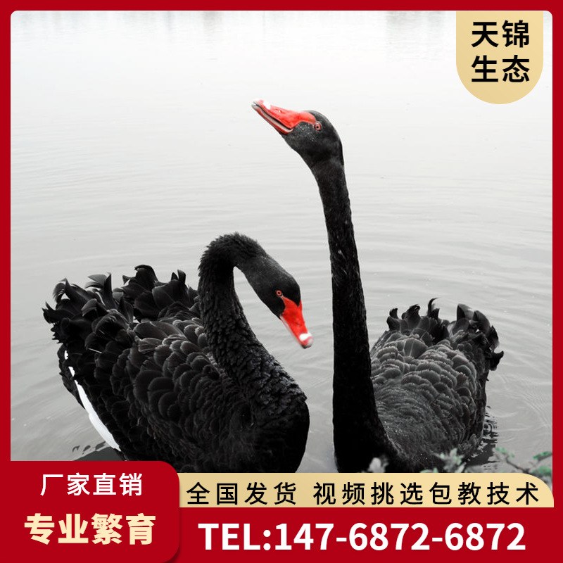 Black Swan living thing Sell Beautiful Watch Black Swan breed Black Swan Seedlings supply Black Swan