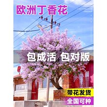 丁香花树苗盆栽四季花卉耐寒欧洲紫色浓香别墅阳台室外庭院绿植物
