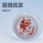 摆摊捞钓小金鱼小红草锦鲫活体饲料鱼冷水观赏鱼活鱼苗上海小型