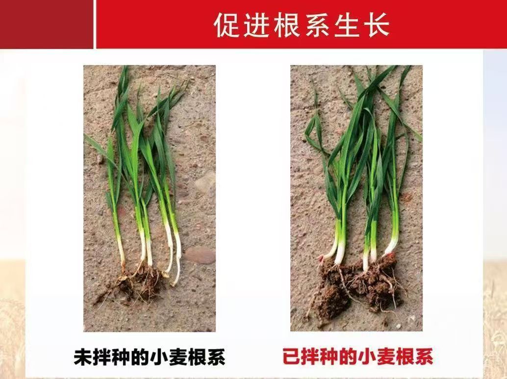 小麦拌种剂组合微生物菌剂苯醚·咯·噻虫防地下虫防病提高出芽-阿里巴巴