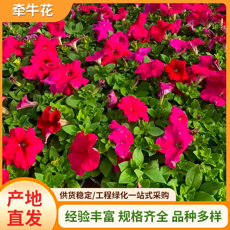 Рассада в горшках «Утренняя слава», декоративные садовые растения, саженцы, зеленение, живые изгороди, клумбы, окружающие саженцы зеленых растений бонсай.