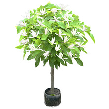 四季玉兰花树苗黄角兰带花苞阳台庭院白兰花盆栽开花老桩植物花卉