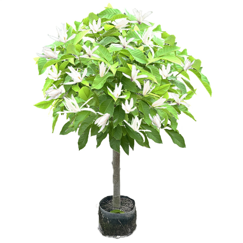 四季玉兰花树苗黄角兰带花苞阳台庭院白兰花盆栽开花老桩植物花卉