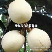 新品种白玉枇杷树苗白沙枇杷树苗嫁接白肉枇杷树苗耐寒当年结果苗