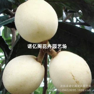 新品种白玉枇杷树苗白沙枇杷树苗嫁接白肉枇杷树苗耐寒当年结果苗