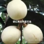白沙嫁接耐寒枇杷树苗