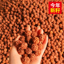正宗尼泊尔爆肉大金刚菩提手串五六瓣文玩手串男通货原籽散珠按斤