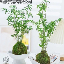 ̦�\��ֲ������t�^���������ˮ���辰�͏d�҃������^�p��������