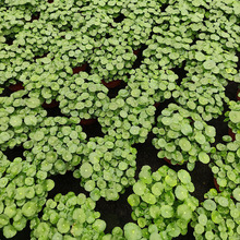 �~�X�����Ԏ��~�ӽ��X��ˮ��ֲ���k�����������Ի����҃�ˮ�B�Gֲ