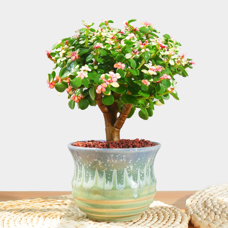 Золотые ветки и нефритовые листья Горшечные растения Старый ворс Редкие суккулентные растения Редкие сорта Большие растения Мясные цветы Новый бонсай