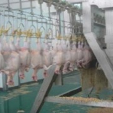 供应立式鸡鸭自动去毛机 大鹅脱羽机 定点家禽屠宰烫毛脱毛设备