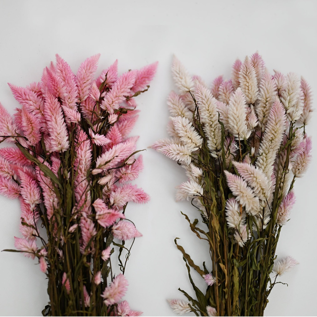 [Dry Fengtai] Dry Flower Phoenix Tail Chicken Crown Flower Dry…
