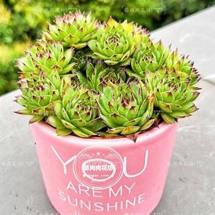 Guanyin Lotus Is Cold-Resistant and Not Afraid of Freezing. Succulent Plants Are Easy to Explode in Pots. They Can Be Planted Both Indoors and Outdoors in the Office and Are Easy to Grow and Beautiful