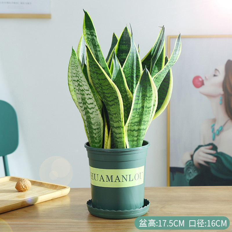 Phnom Penh Tiger Orchid Plant Indoor Living Room Balcony Small Potted Large Green Plant Purifying Air Hydroponic Dwarf Tiger Tail Orchid